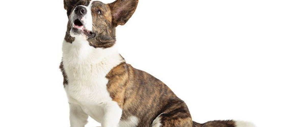 Cardigan Welsh Corgi: Dog Breed Characteristics & Care-WildCreaturey