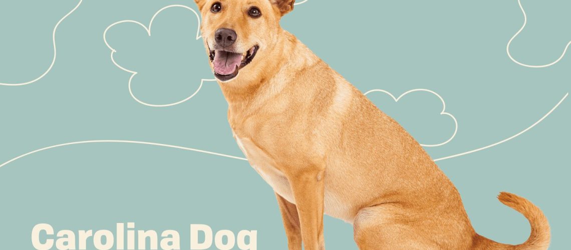 Carolina Dog: Dog Breed Characteristics & Care-WildCreaturey