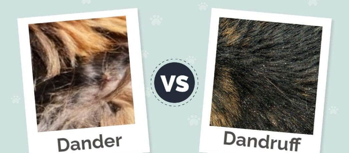 What Is Cat Dander?