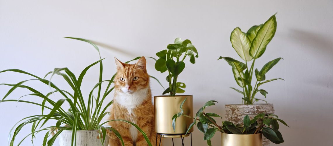 Cat-Friendly Houseplants to Brighten Your Home