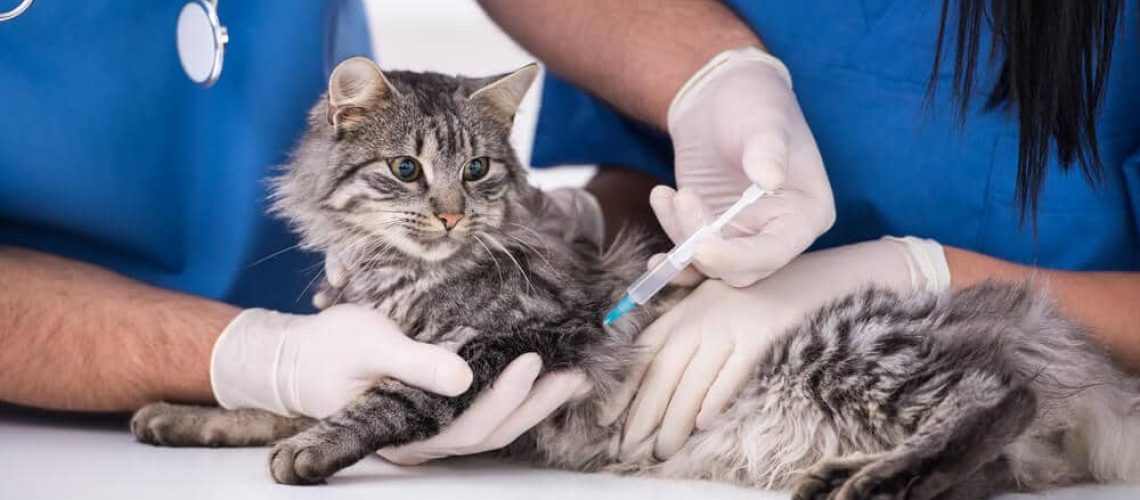 Cat-Rabies-Vaccination