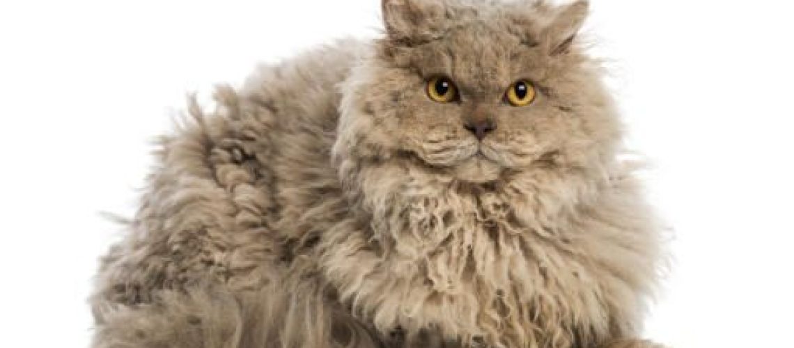 Selkirk Rex Splendor: Dive into the Breed's Profile & Care