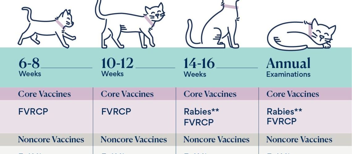 The Average Adult Cat Vaccination Schedule