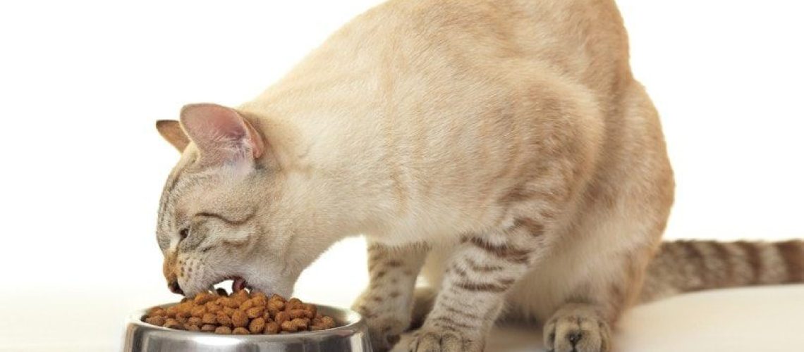 Cat-hungrily-eats-dry-food_yykkaa_Shutterstock