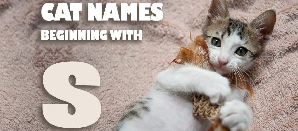 Cat Names That Start with S