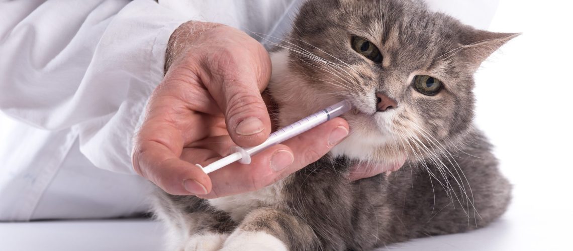 Veterinarian giving a drug to a cat