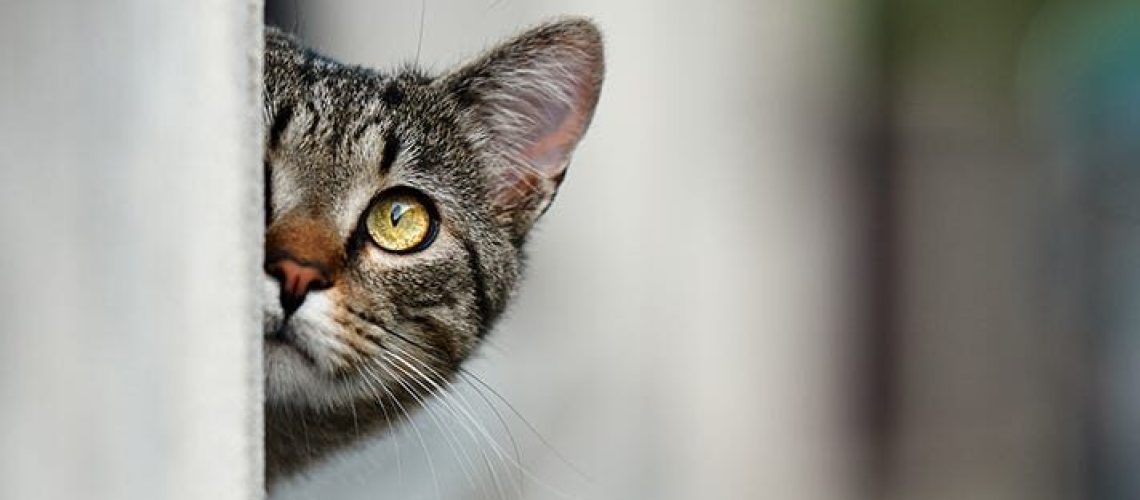 Those Deep Gaze: Why Your Cat Watches You