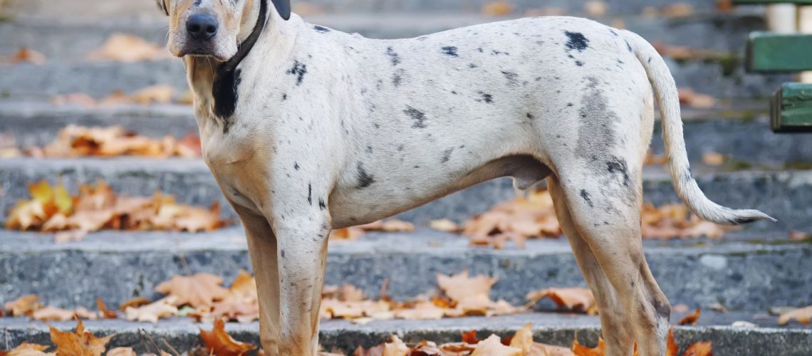 Catahoula Leopard Dog: Dog Breed Characteristics & Care-WildCreaturey