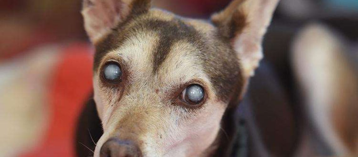 Cataracts in Dogs-WildCreaturey