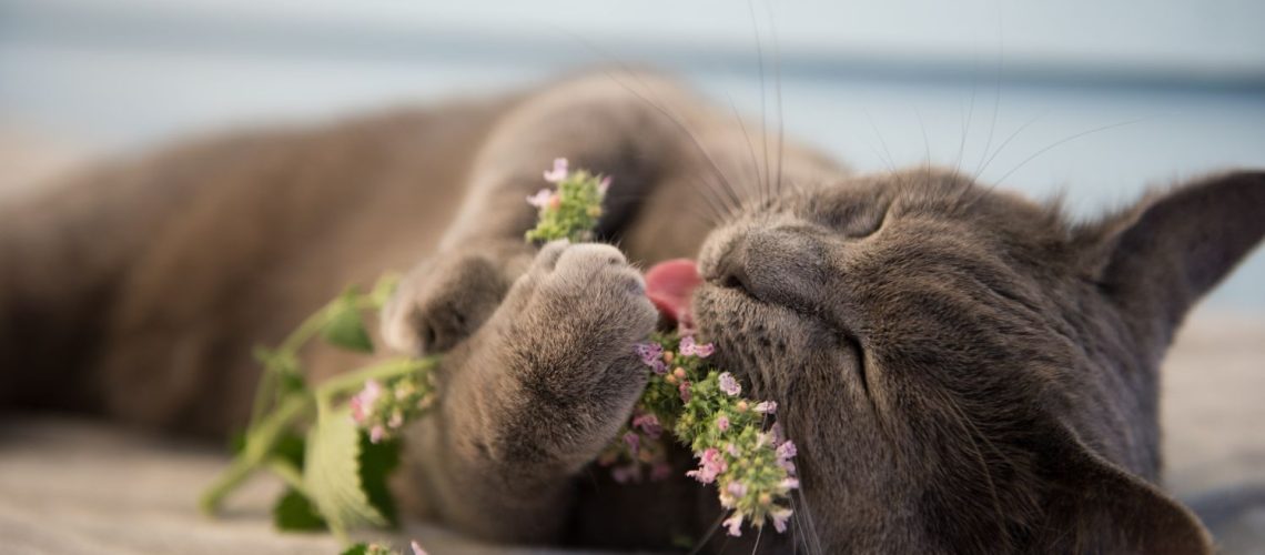 Gray,Cat,Enjoying,Fresh,Catnip,Outside