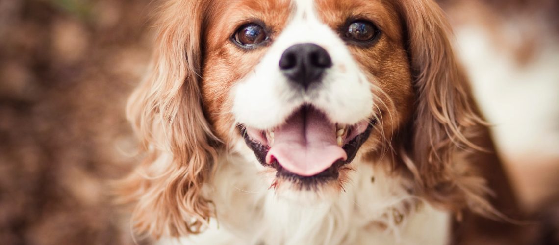 Cavalier King Charles Spaniel: Dog Breed Characteristics & Care-WildCreaturey