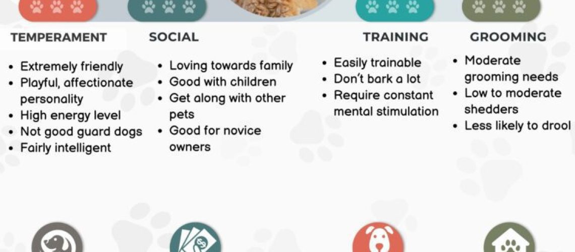 Cavapoo: Dog Breed Characteristics & Care-WildCreaturey