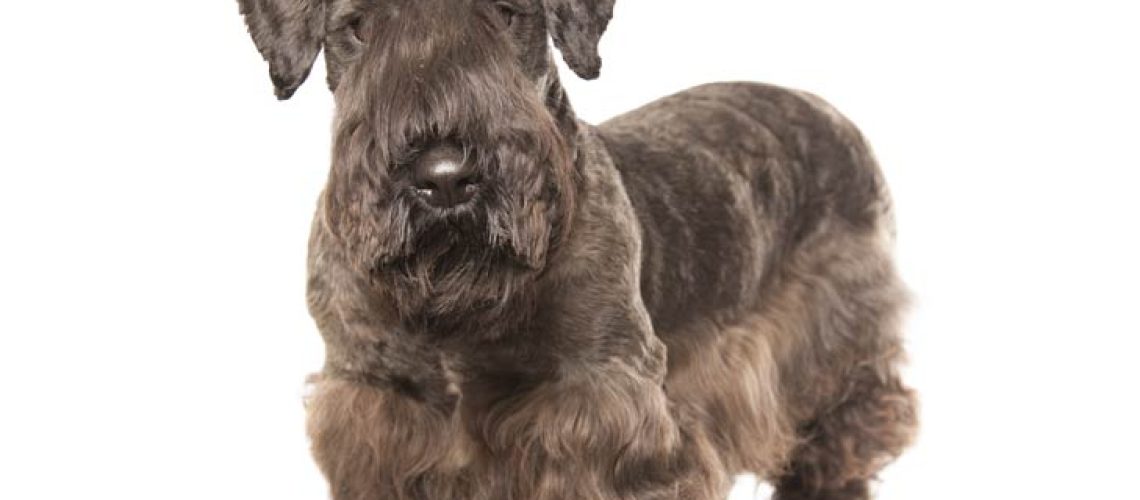 Cesky Terrier: Dog Breed Characteristics & Care-WildCreaturey