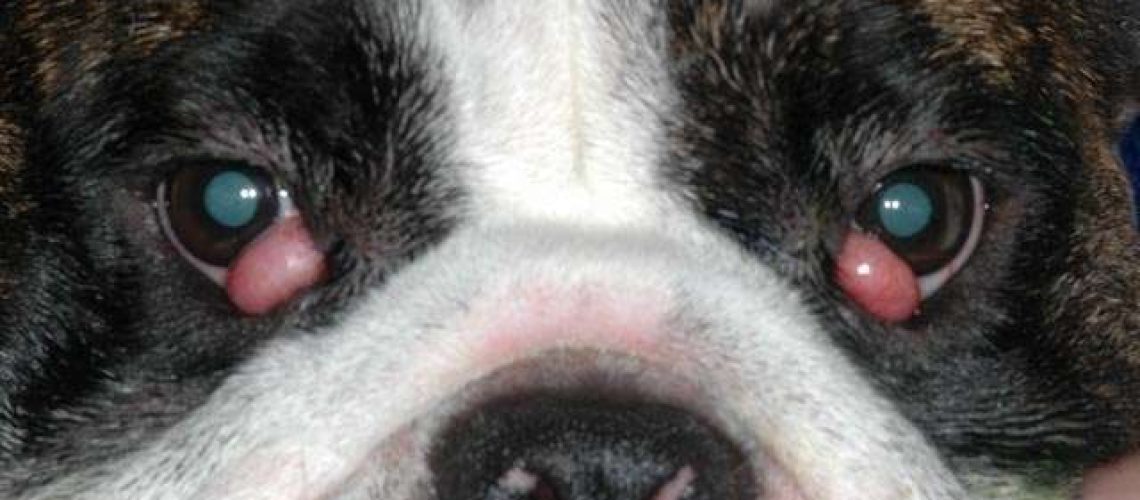 Cherry Eye in Dogs-WildCreaturey