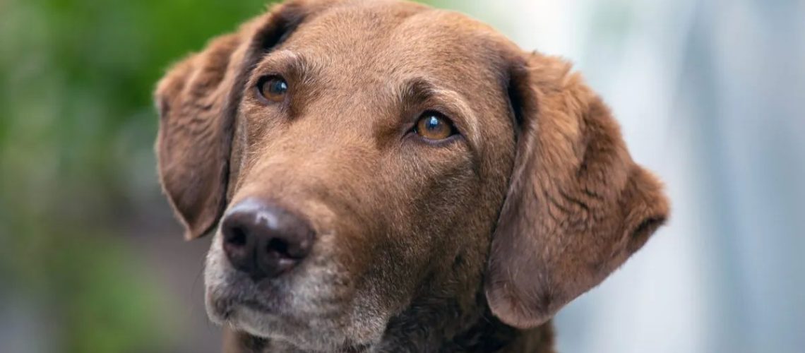 Chesapeake Bay Retriever: Dog Breed Characteristics & Care-WildCreaturey