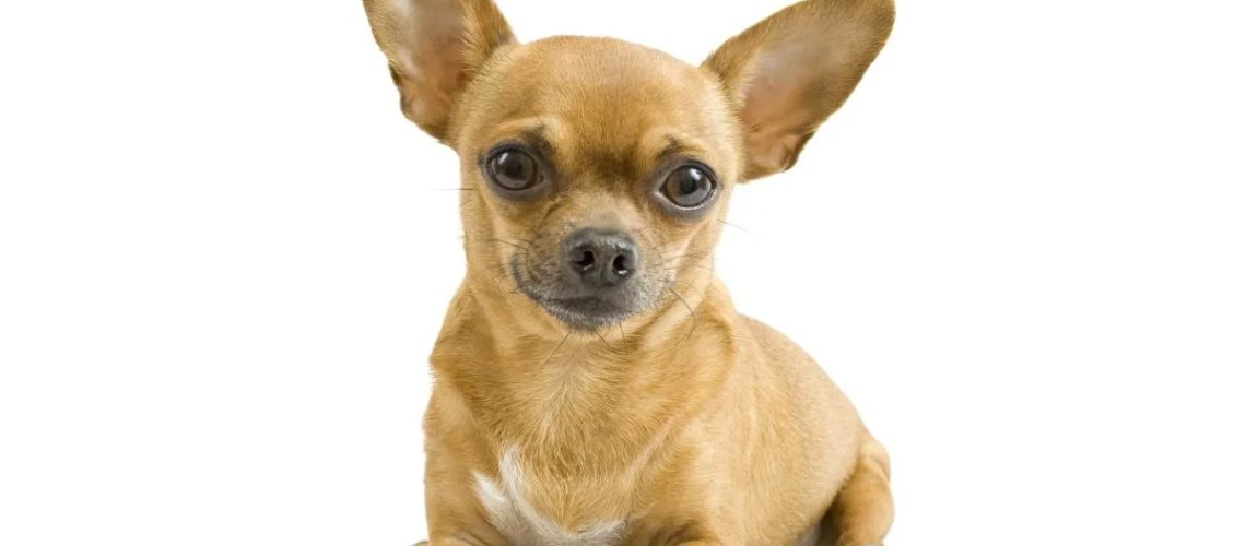 Chihuahua: Dog Breed Characteristics & Care-WildCreaturey