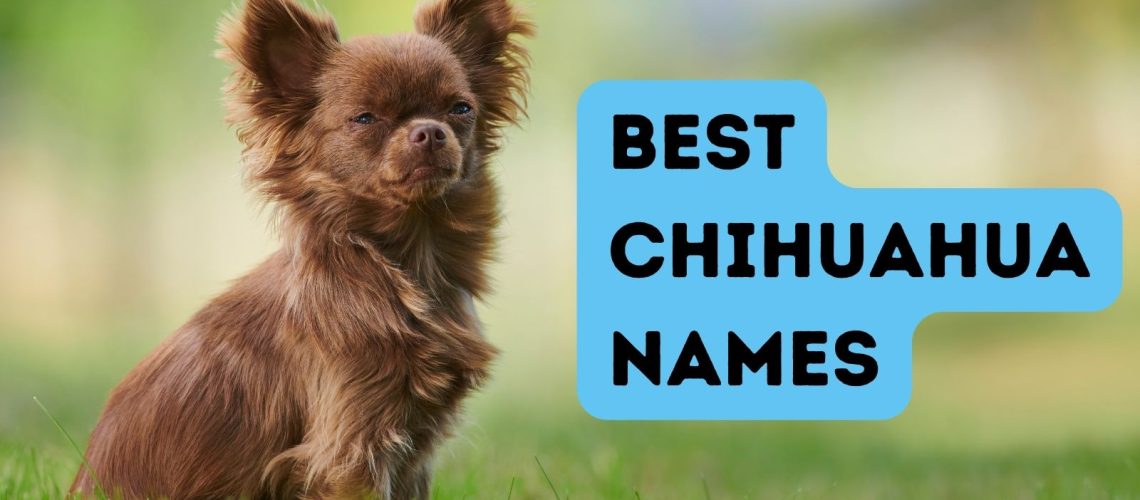 Chihuahua Names-WildCreaturey