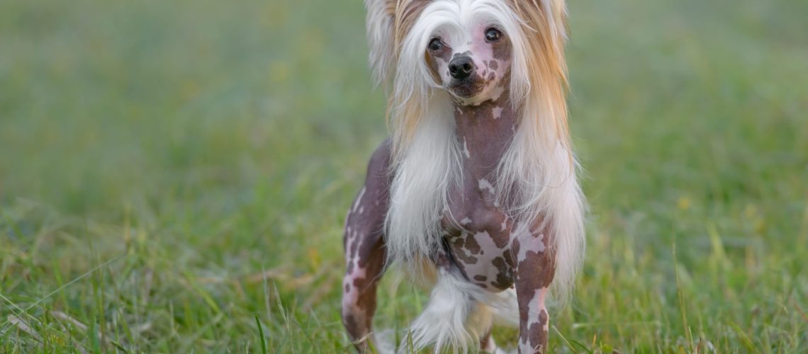 Chinese Crested: Dog Breed Characteristics & Care-WildCreaturey