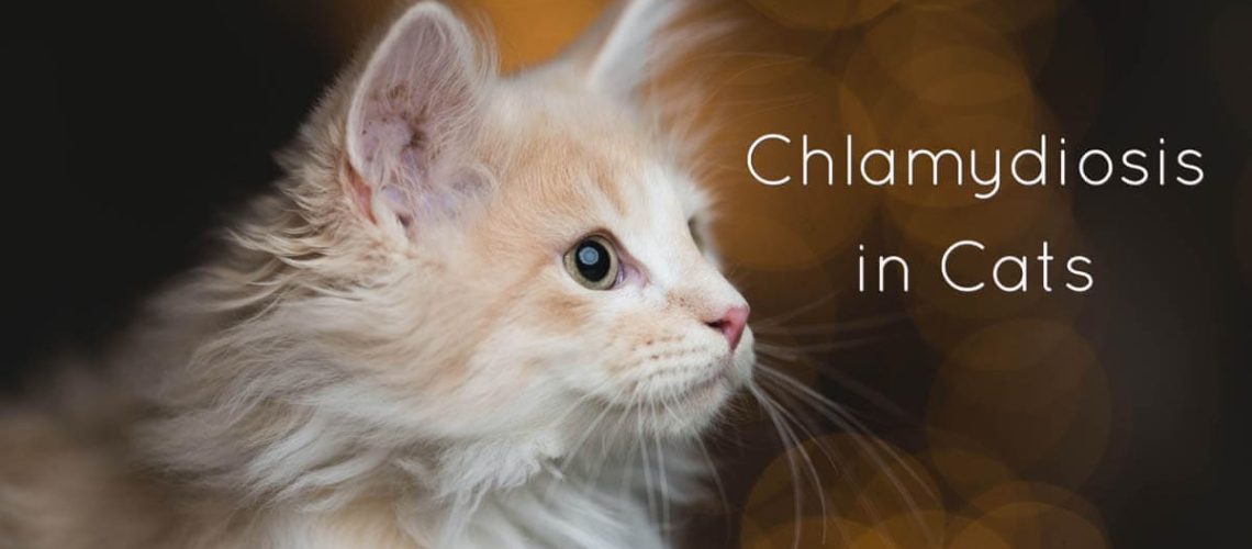 Chlamydia in Cats: More than Just a Name