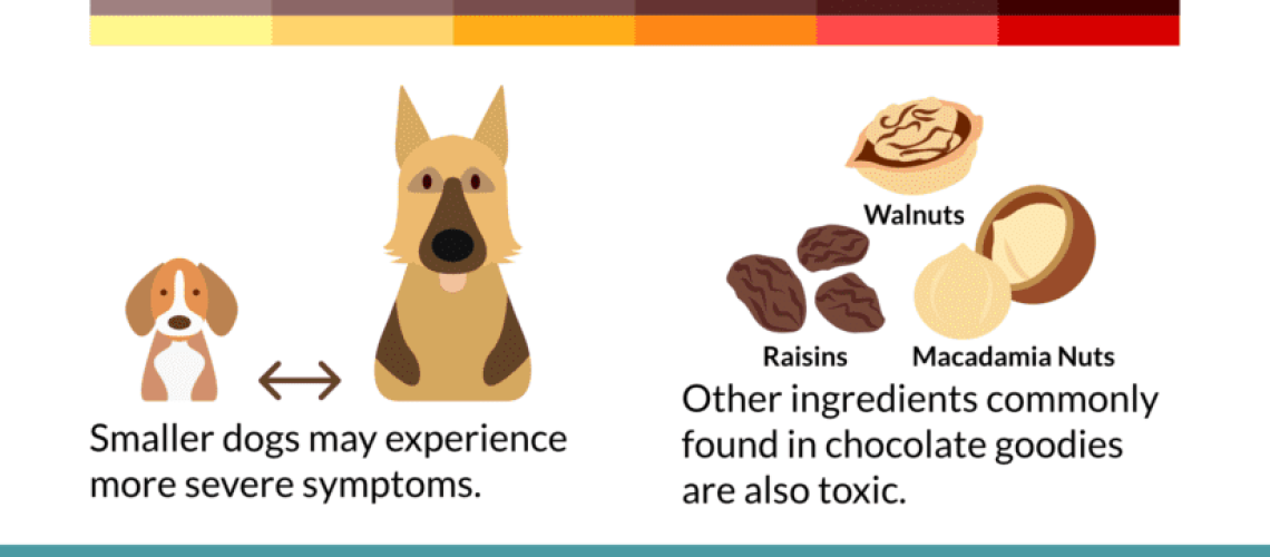 How Much Chocolate Is Toxic to Dogs?-WildCreaturey