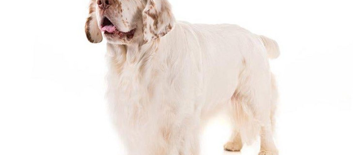 Clumber Spaniel: Dog Breed Characteristics & Care-WildCreaturey