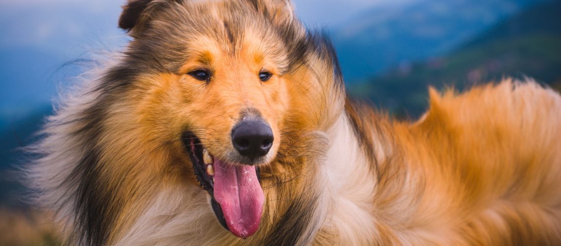 Collie: Dog Breed Characteristics & Care-WildCreaturey