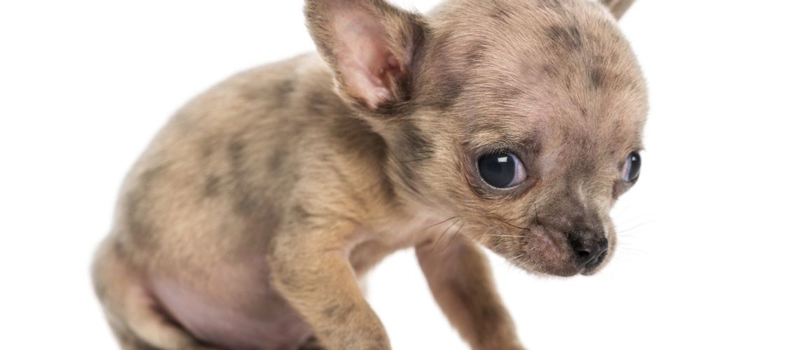 Common Puppy Diseases You Should Know-WildCreaturey