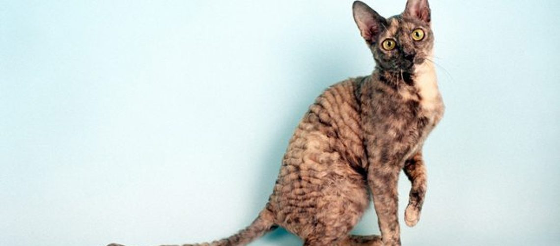 Cornish Rex Cats: Waves  Curls and Endless Cuddles