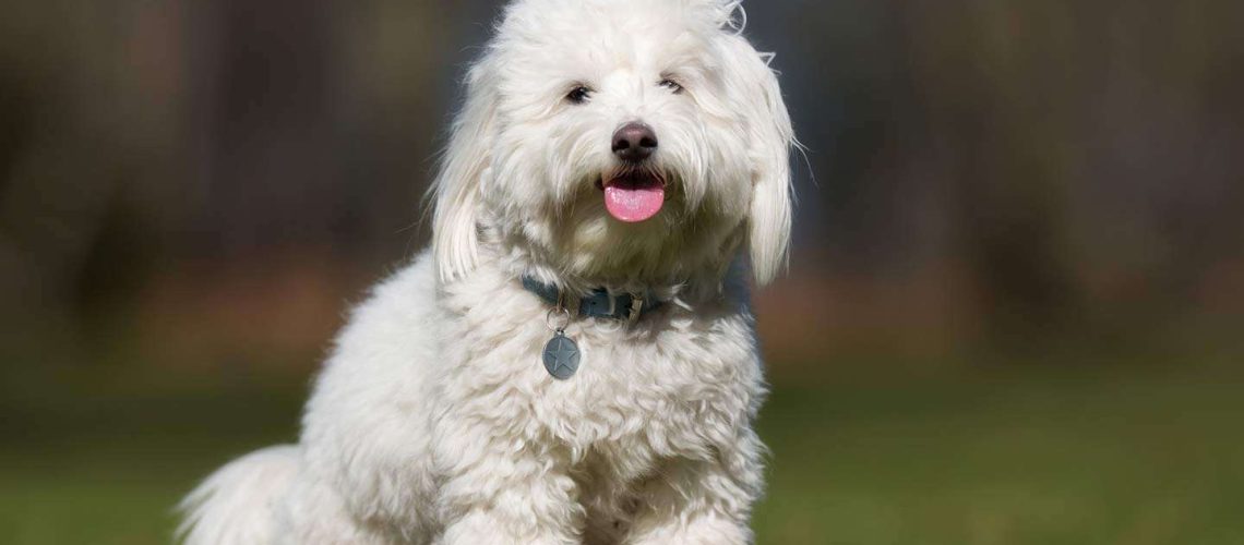 Coton de Tulear: Dog Breed Characteristics & Care-WildCreaturey