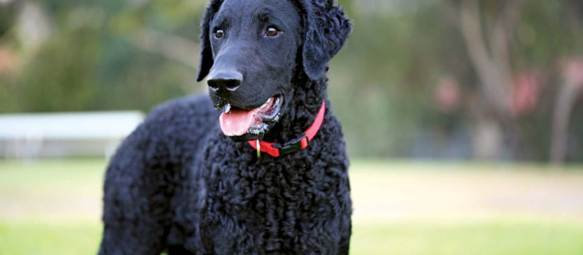 Curly-Coated Retriever (Curly): Dog Breed Characteristics & Care-WildCreaturey