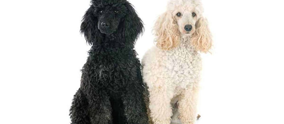 Cute and Classy Poodle Names-WildCreaturey