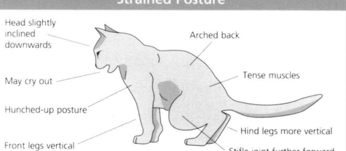 Cystitis: A Common Cat Urinary Issue