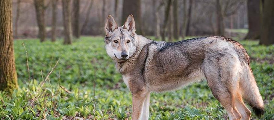 Czechoslovakian Vlcak (Czechoslovakian Wolfdog): Breed Characteristics & Care-WildCreaturey