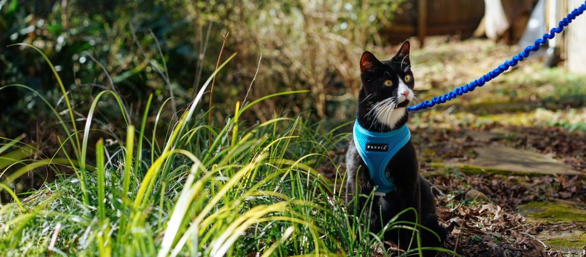 Outdoor Adventures: Leash Training Your Cat