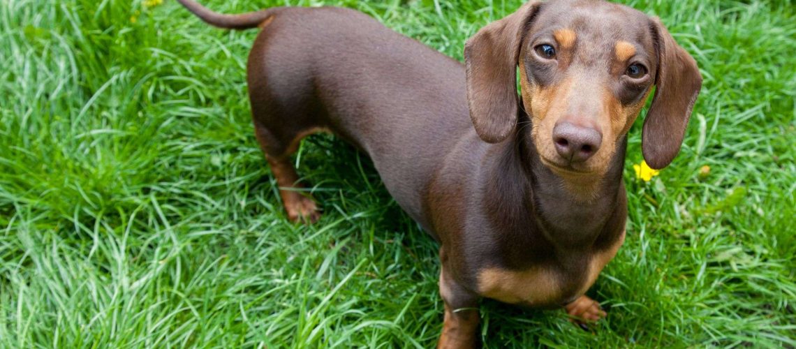 Dachshund (Doxie): Dog Breed Characteristics & Care-WildCreaturey