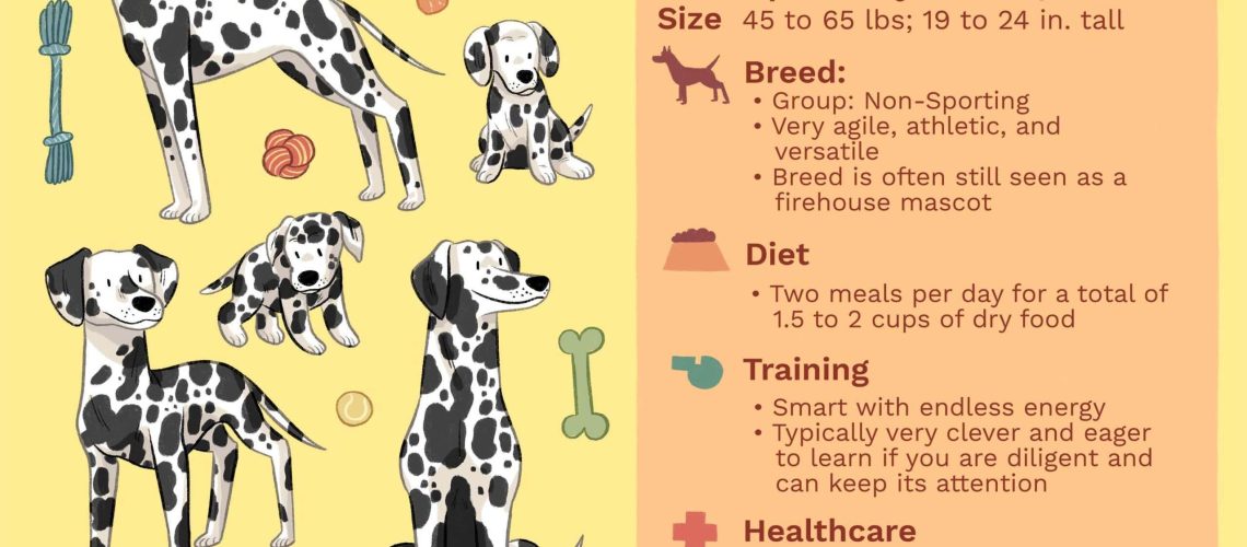 Dalmatian: Dog Breed Characteristics & Care-WildCreaturey