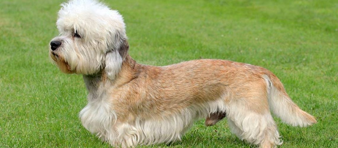 Dandie Dinmont Terrier: Dog Breed Characteristics & Care-WildCreaturey