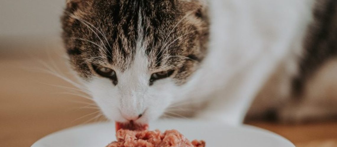 Natural Nibbles: Should Cats Eat a Raw Diet?