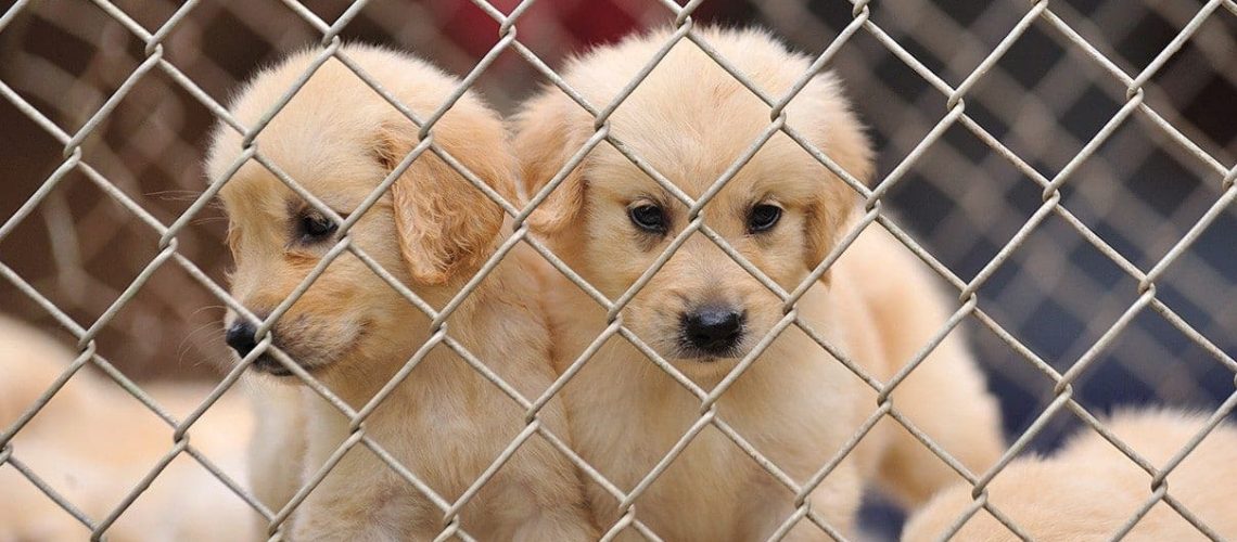 Defining Puppy Mills and the Truth About Them-WildCreaturey