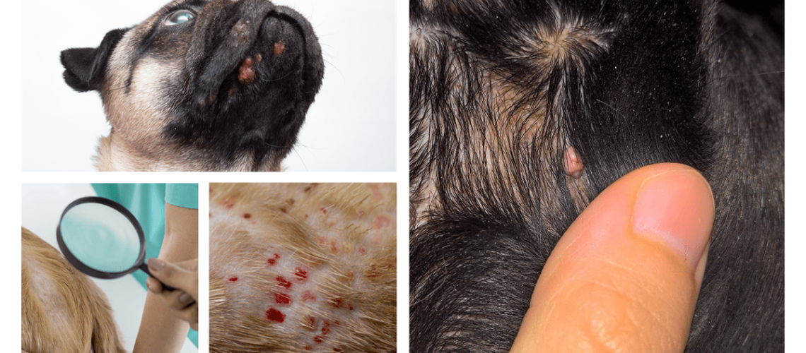 Do Dogs Get Pimples?-WildCreaturey