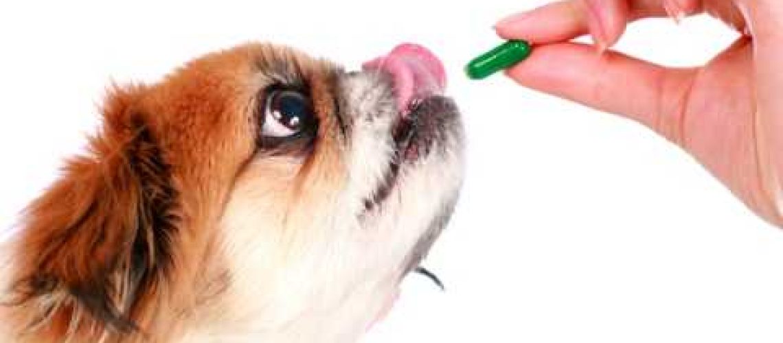 Do Dogs Need Vitamins and Supplements?-WildCreaturey