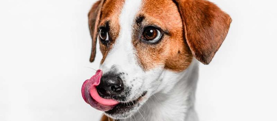 Dog Body Language: Lip Licking-WildCreaturey