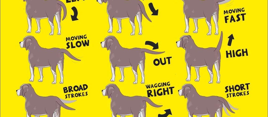 Dog Body Language: Tail Wagging-WildCreaturey