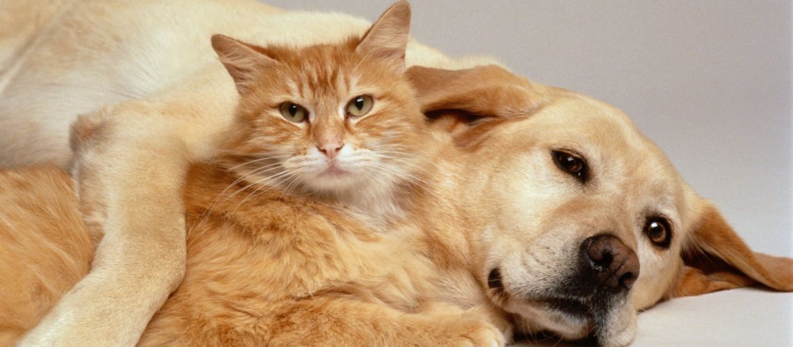 Dog Flea Control on Cats: Safe or Risky?