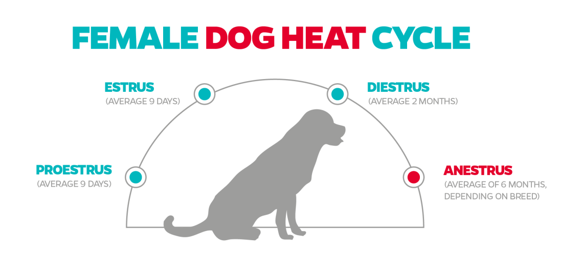 Dog Heat Cycle: Length Frequency and Stages-WildCreaturey