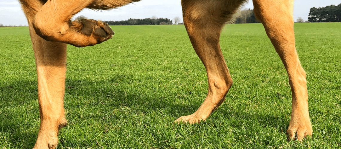 Dog Lameness - Causes and Treatment of Limping in Dogs-WildCreaturey