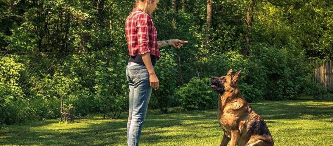 Dog Trainers Versus Animal Behaviorists-WildCreaturey