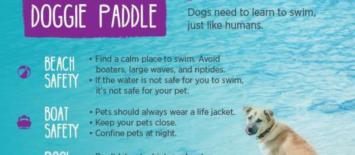 Dogs and the Pool: What You Need to Know-WildCreaturey