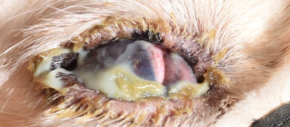 Dry Eye in Dogs-WildCreaturey