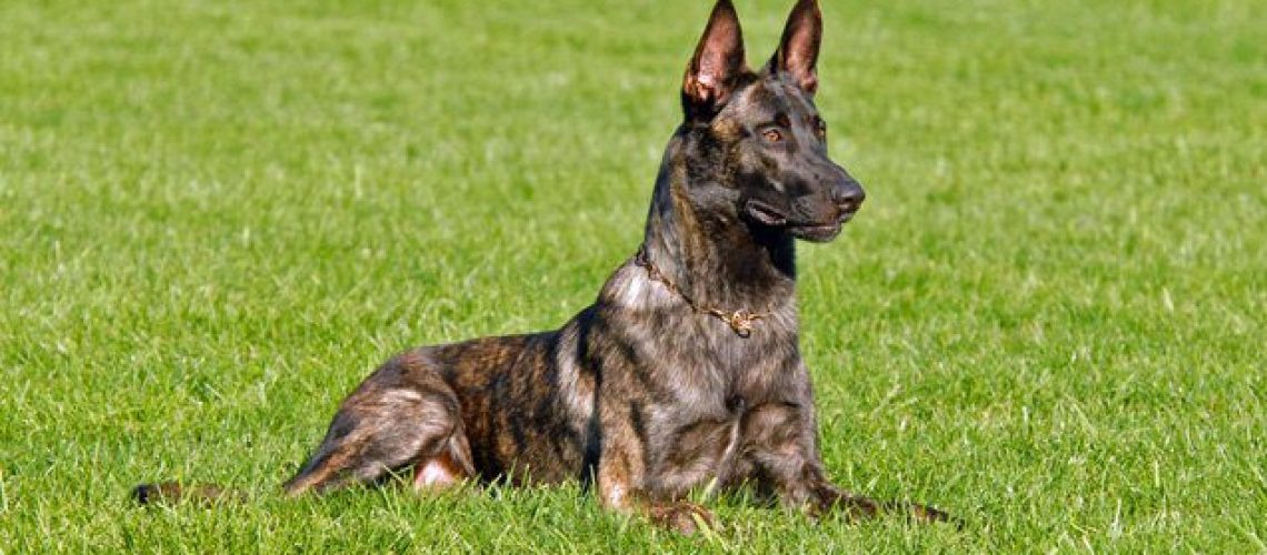 Dutch Shepherd (Dutch Herder): Dog Breed Characteristics & Care-WildCreaturey